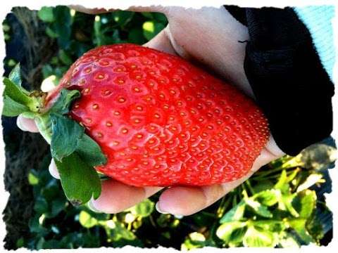 Photo: SSS Strawberries